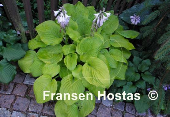 Hosta Watermark